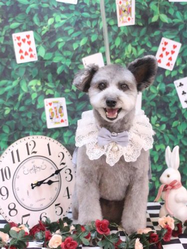 20250426シルヴァくん